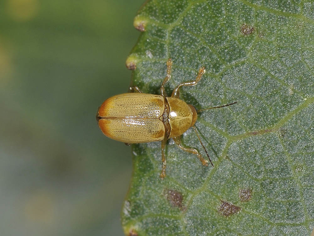 Cryptocephalus octomaculatus e C. fulvus (cf.)